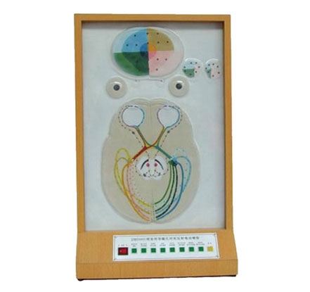 視覺傳導(dǎo)瞳孔對光反射電動(dòng)模型