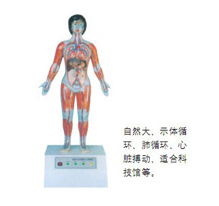 微電腦人體心動周期與大、小循環(huán)演示儀
