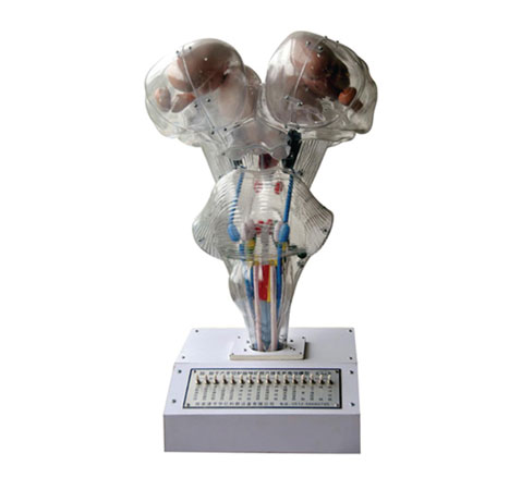 腦、腦水平切、腦神經(jīng)核立體關(guān)系電動模型